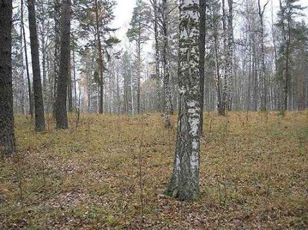 БАШТУРИСТ встретились два лесовоза